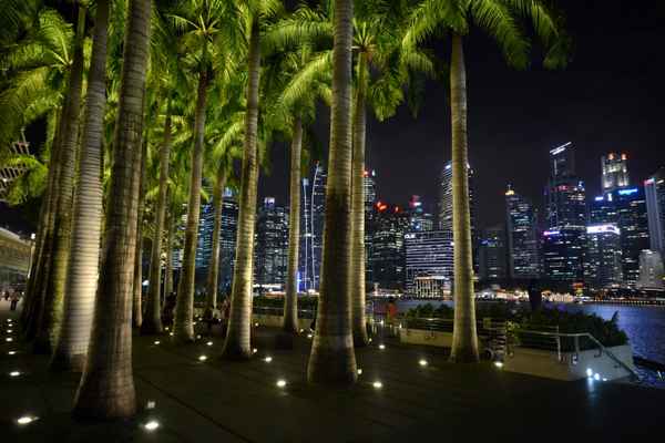 Palmen in Singapore Downtown
