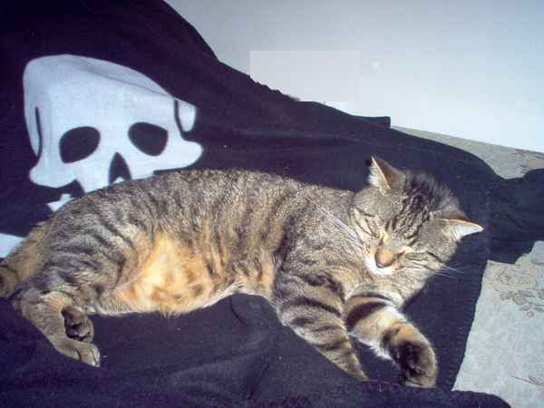 Isis, mein Stubentieger(1)