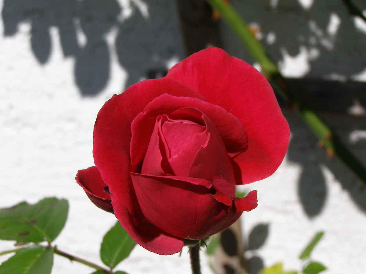 Rosenbluete