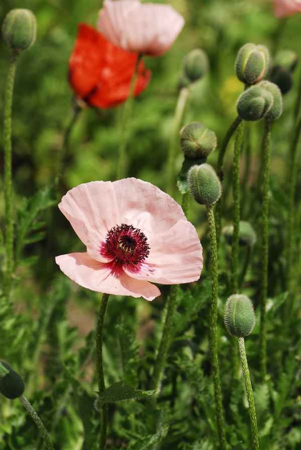 Mohn