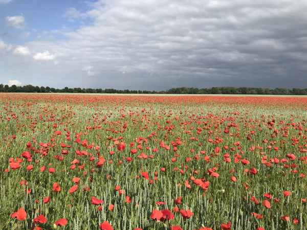 Feld mit Mohnblumen / Foto: Alexander Hauk