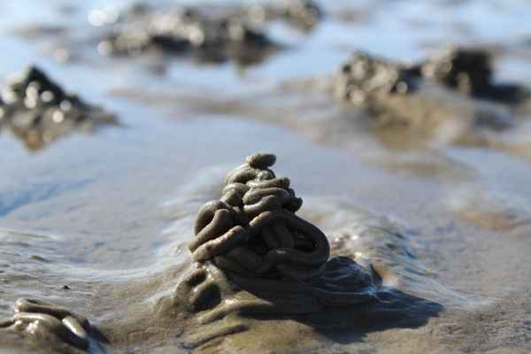 HIER ARBEITEN WATTWÜRMER I