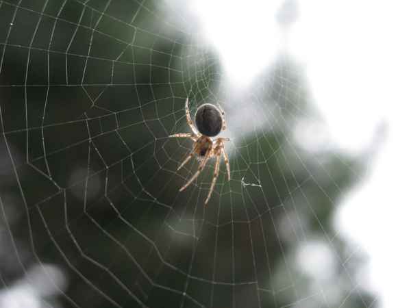 Spinne