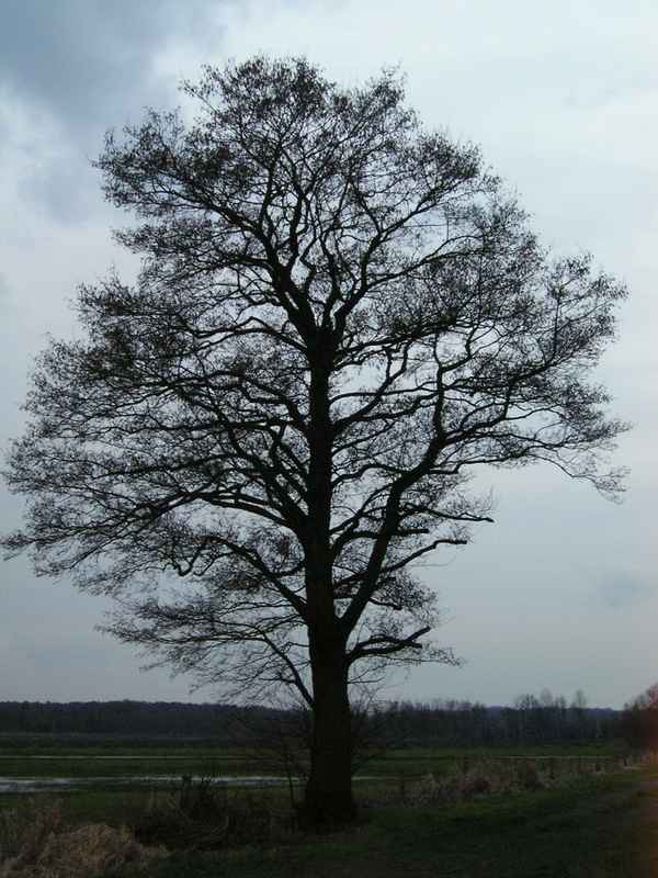 Im Schwarzen Veen