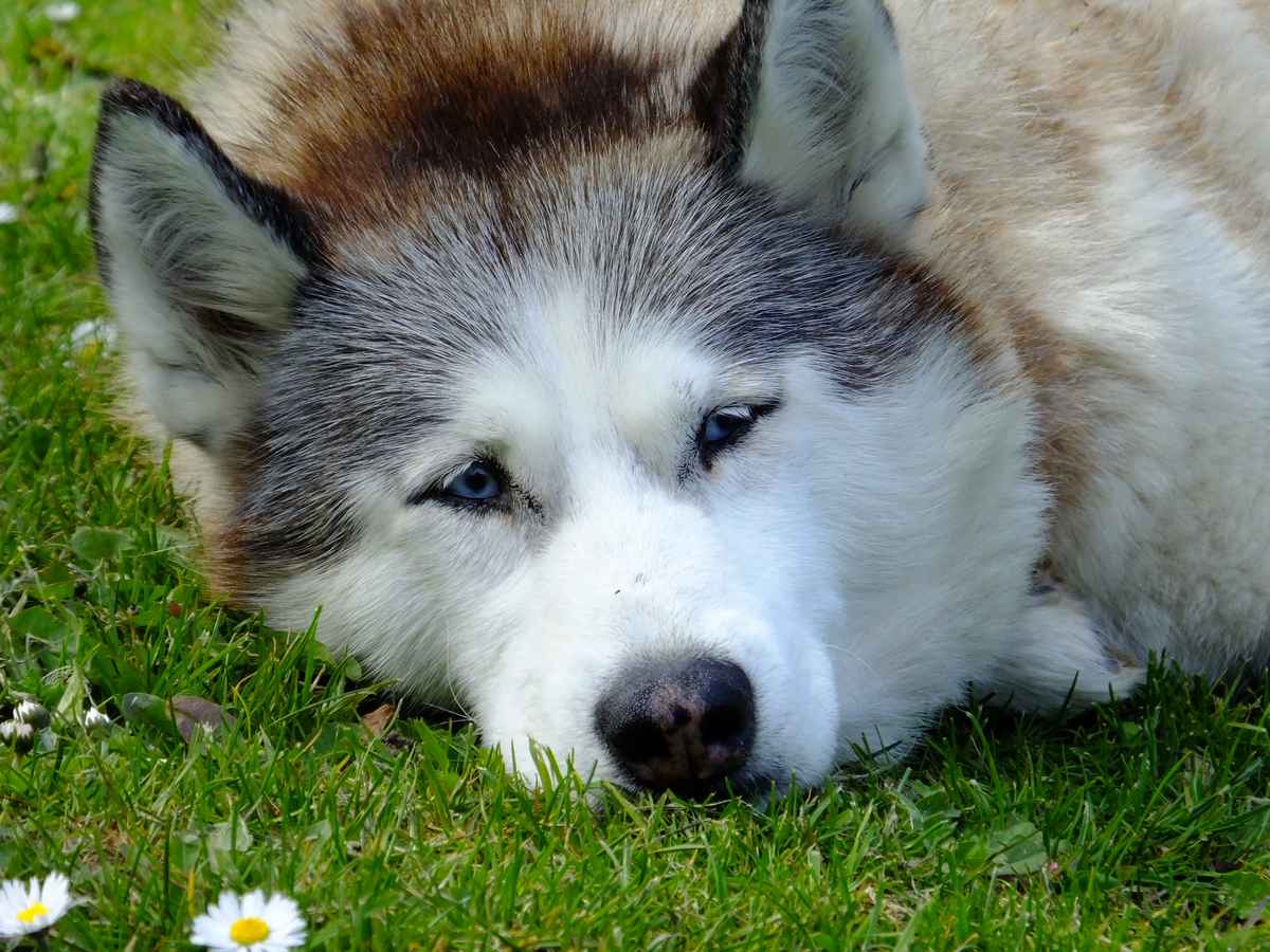 Husky pur