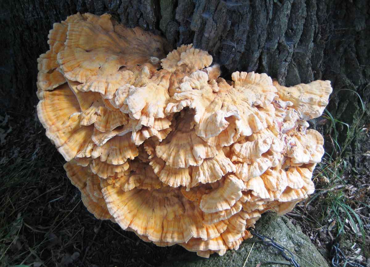 Großer Baumpilz