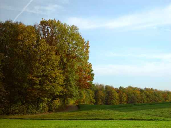 Herbstwaldrand