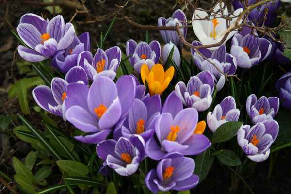 Bunter Frühling