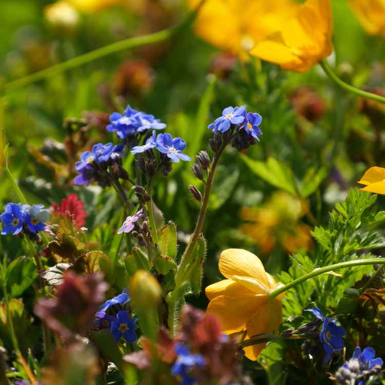 Wildblumenwiese