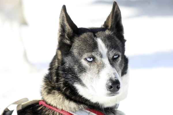 Husky im Schnee vor dem Schlittenrennen