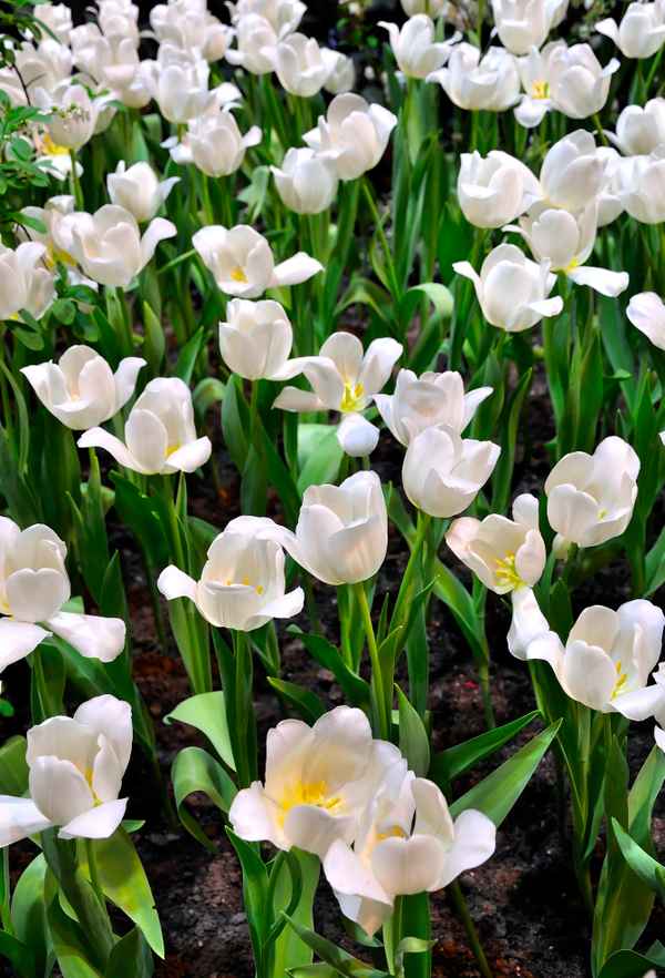 Weiße Tulpen