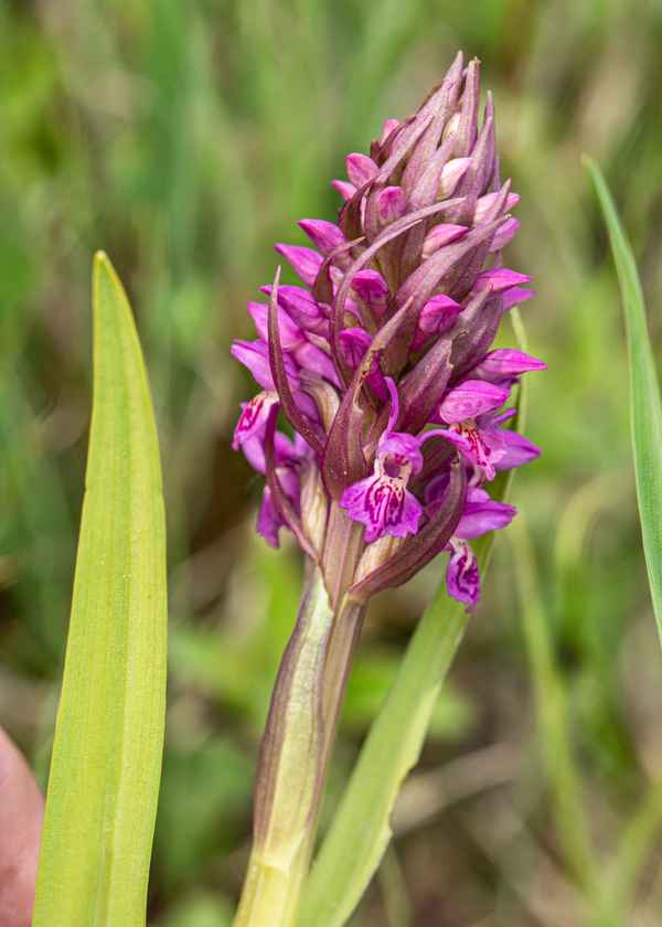 Fleischfarbenes Knabenkraut