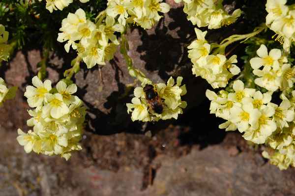 Steinbrech mit Insektenbesuch
