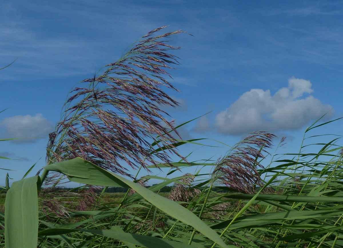 Schilfgras im Wind vor Himmel und Wolke