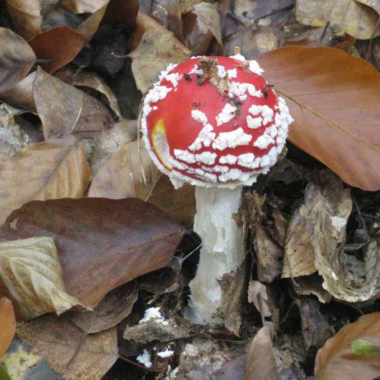 Fliegenpilz im Herbstlaub