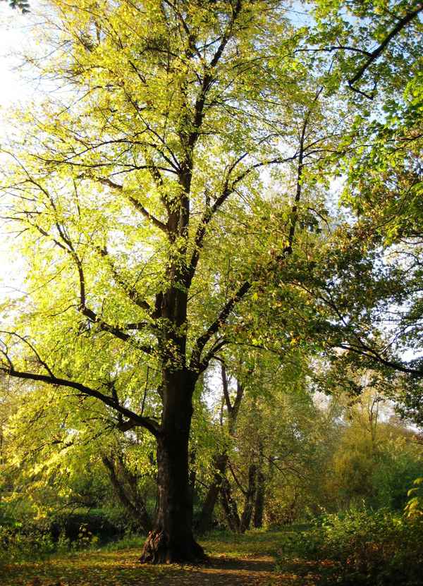 Mein Freund der Baum.....