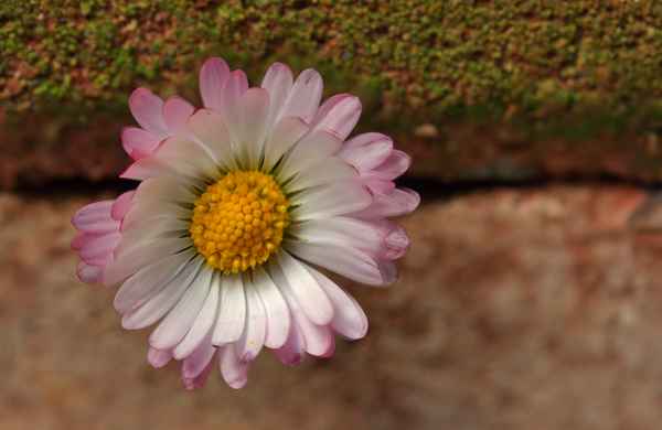Mauerblümchen