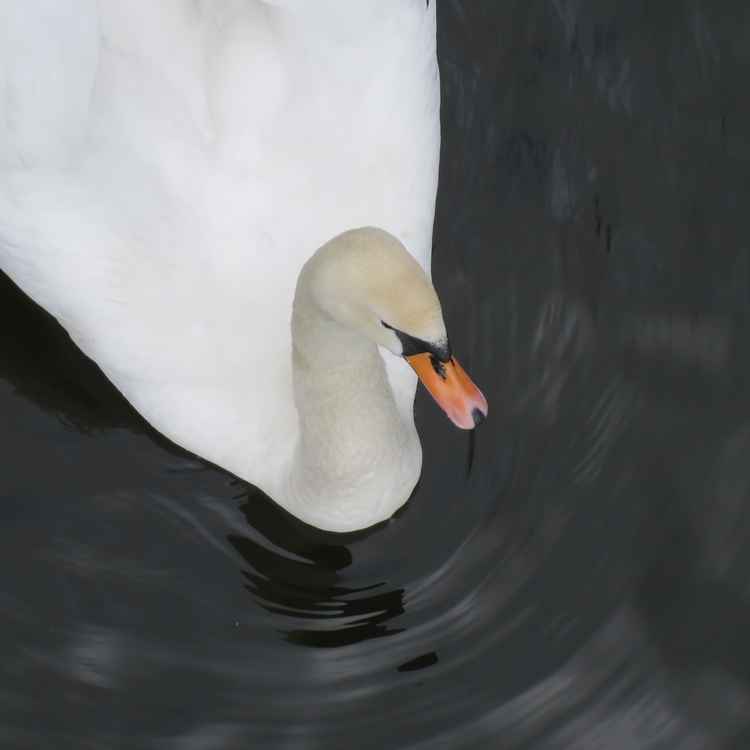 Seine Majestät der Schwan