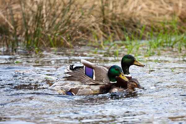 Flotter Dreier eine Ente und zwei Erpel