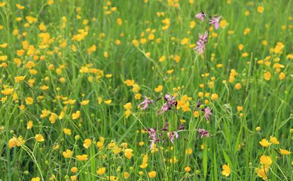 Natur im Sindelsdorfer Moor 02