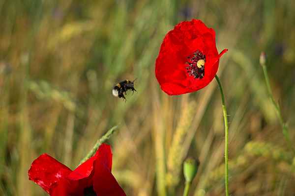 Hummel im Anflug