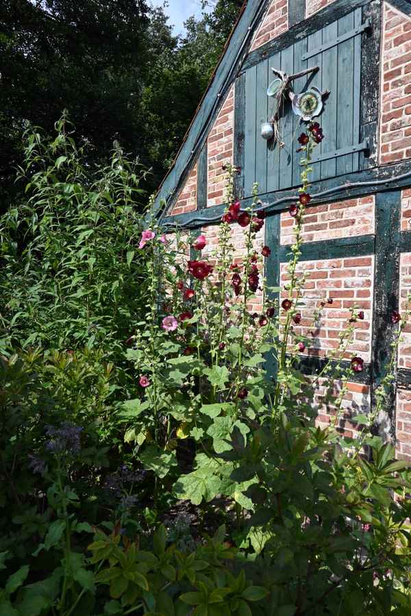Stockrosen an der Remise