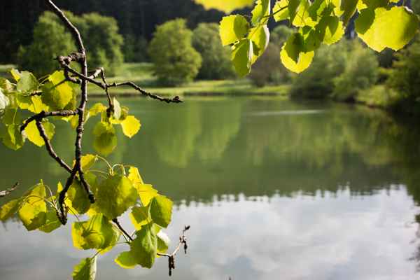 Pappelblätter am See