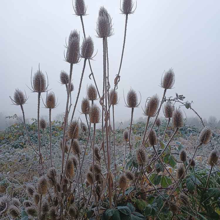 Distel im Frost 1
