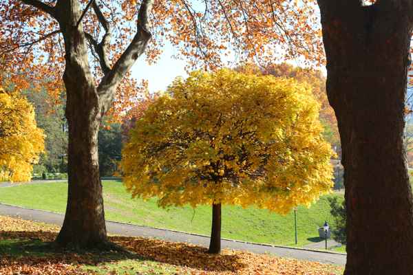 Herbstspaziergang im Kurpark Oberlaa 02