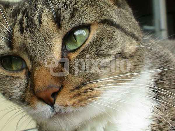 Katzenfühler