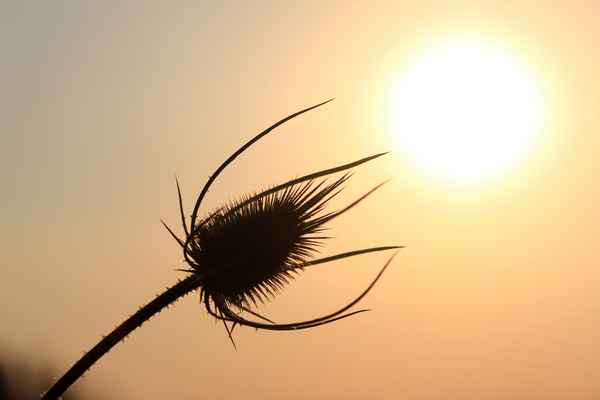 Distel im Sonnenuntergang