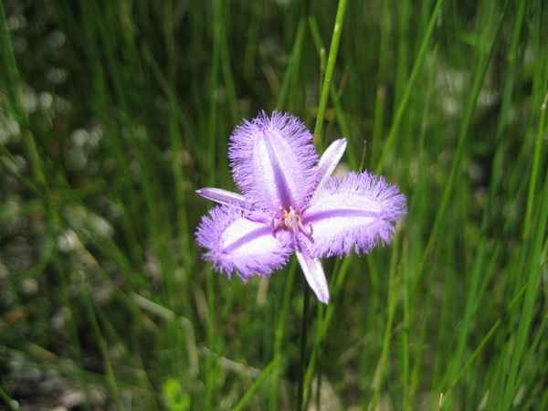 Blüte