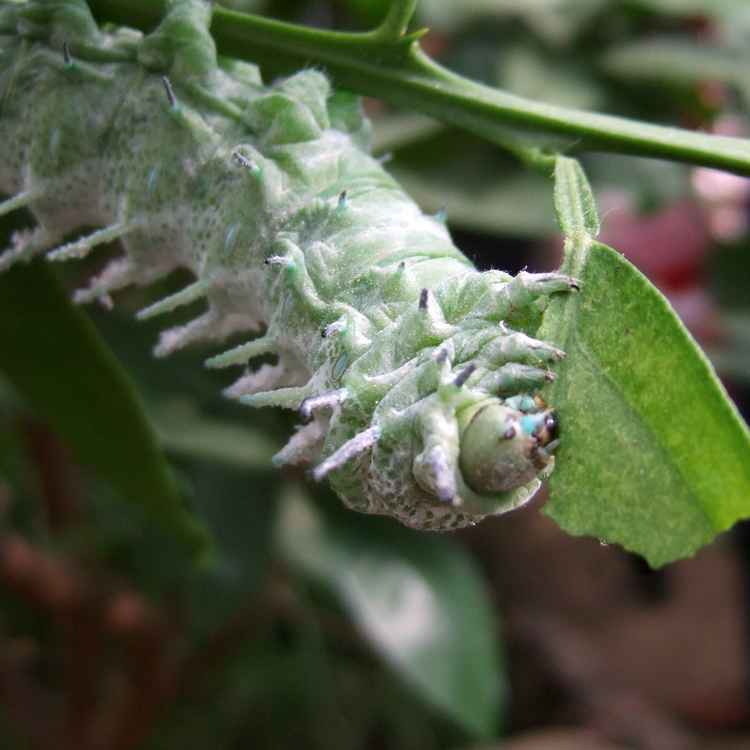 Falter Raupe 2