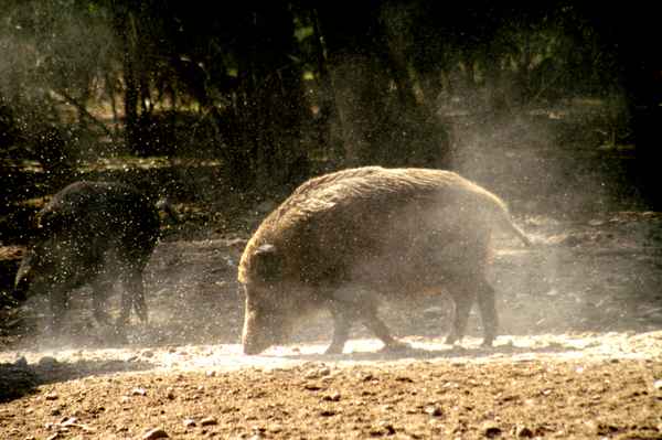 Wildschwein