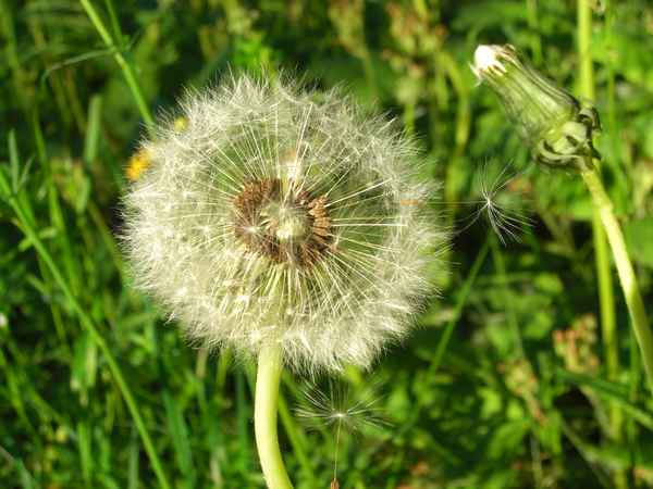 Pusteblume