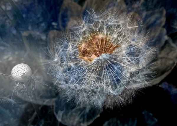 Traumblume