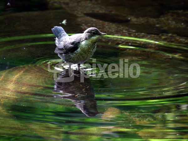 Junge Wasseramsel_1