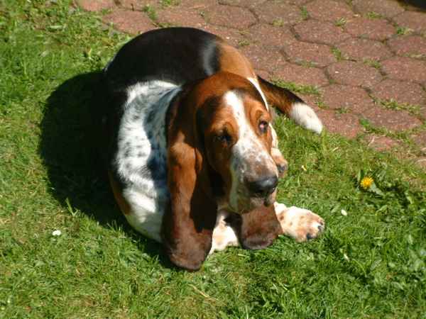 Basset Hound