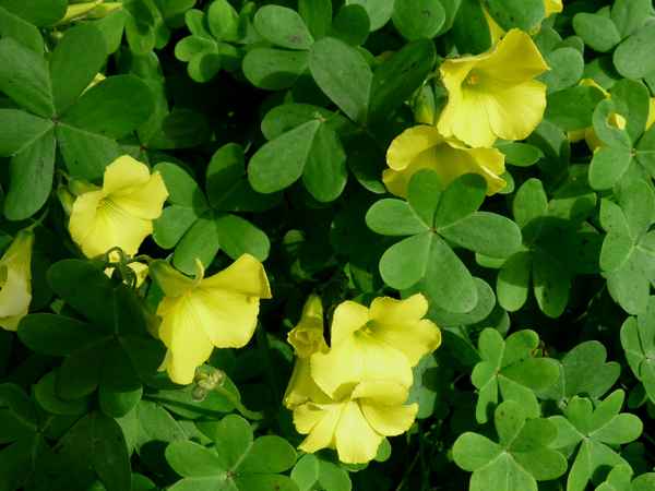 Frühlingsblumen in Apulien 3