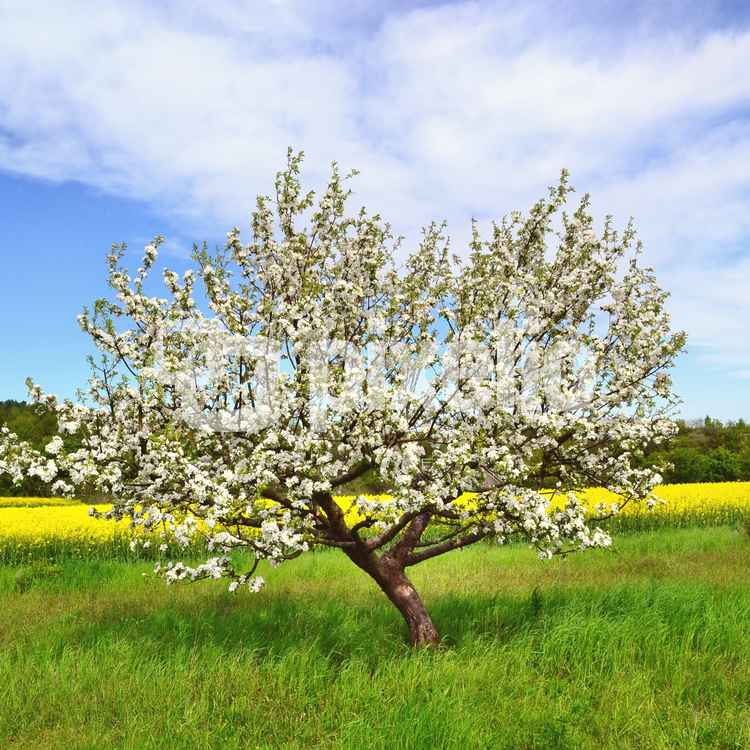 blühender Apfelbaum