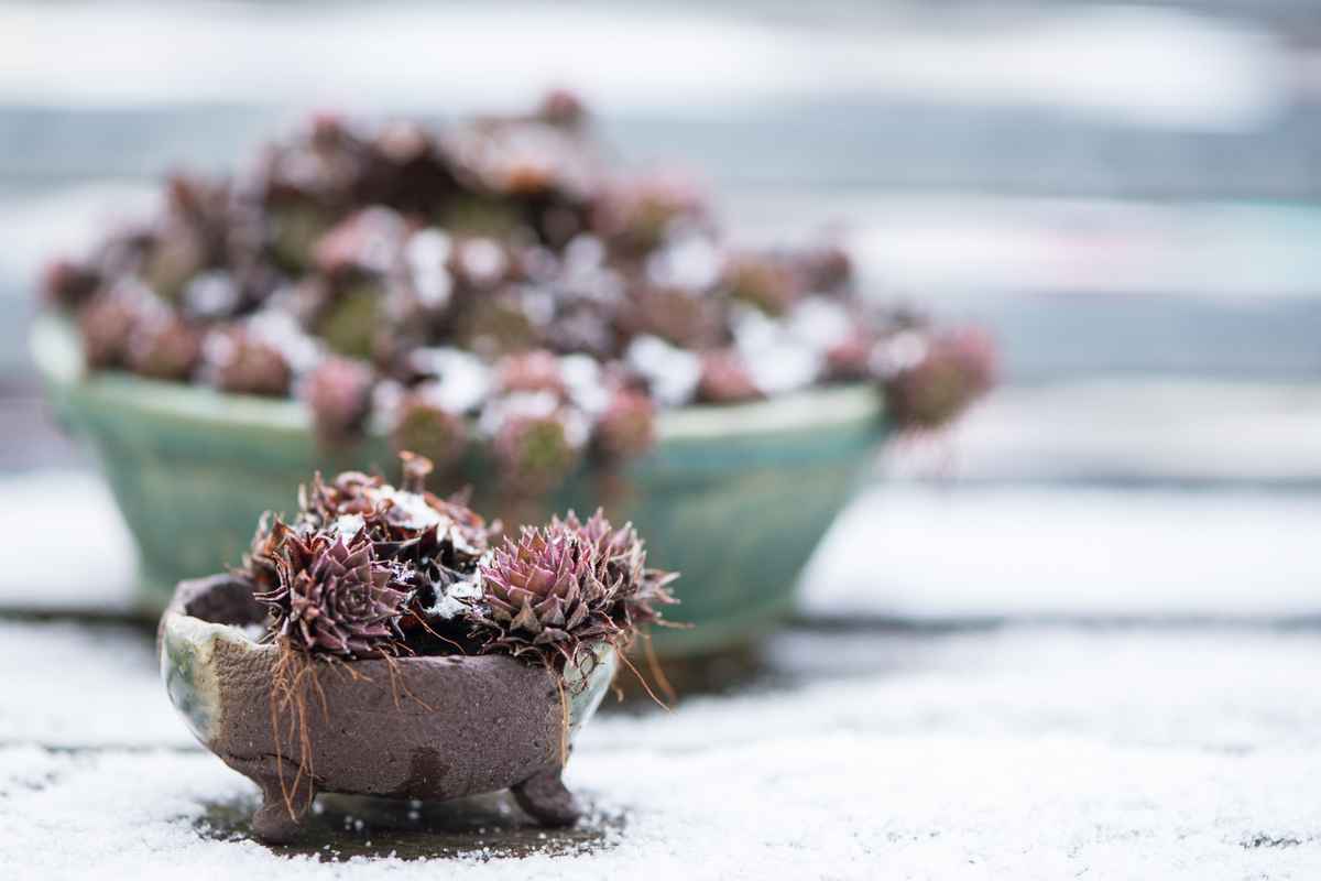 Sempervivum in kleiner Schale