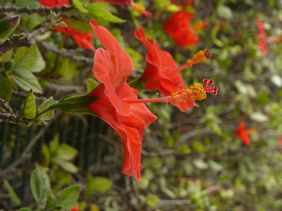 Hibiskushecke