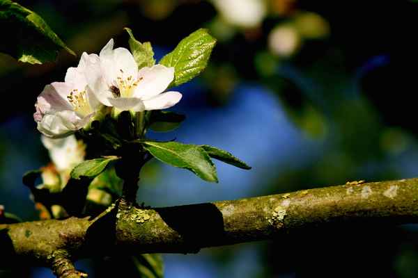 die letzten apfelblüten
