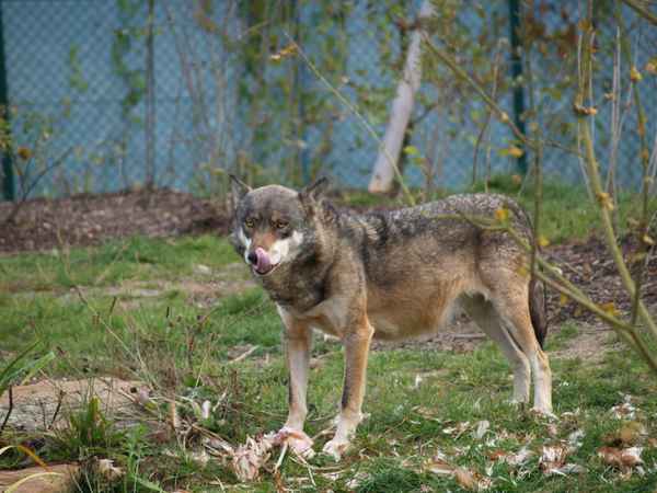 Wolf im Tierpark Worms_3