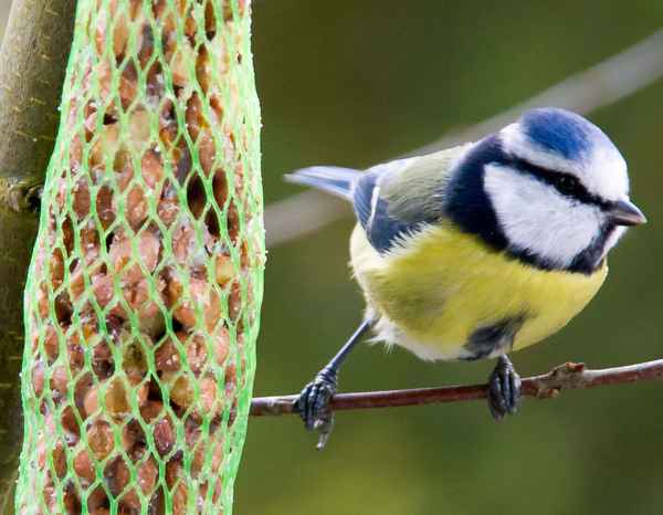Blaumeise am Futterplatz