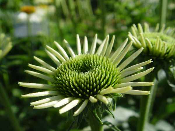 Echinacea purpurea alba