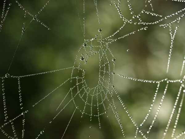 spiders art III