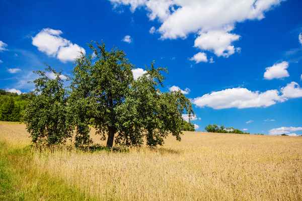 Sommerfarben