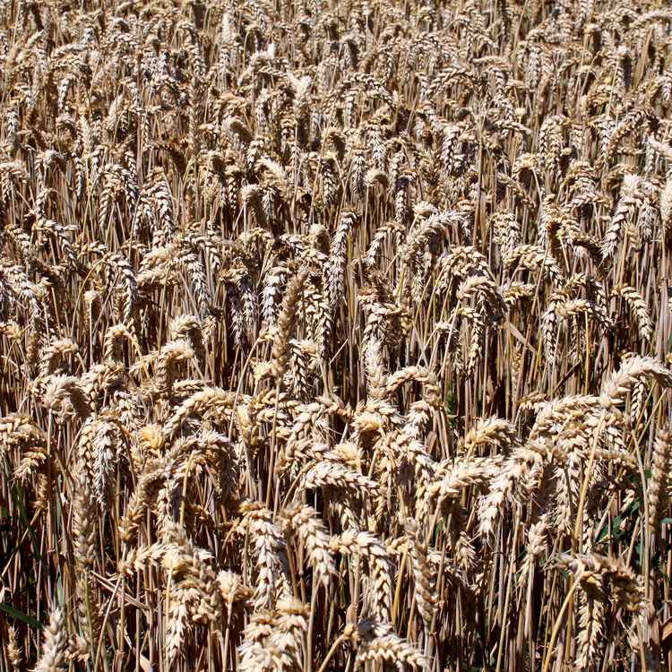 Weizenfeld reif näher