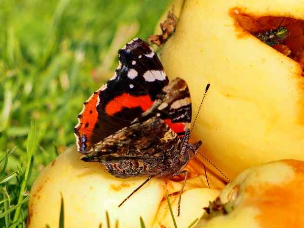 begehrte frucht